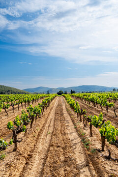 Vineyard in the wine region of the Penedes designation of origin in the province of Barcelona in Catalonia Spain