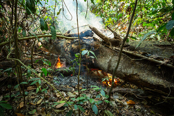 Tree cut burning in illegal fire deforestation in the Amazon rainforest. Amazonas, Brazil. Concept of environment, ecology, climate change, global warming, nature, conservation.