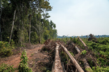 Deforestation in the Amazon rainforest. Trunks of trees cut down by illegal loggers and forest in...