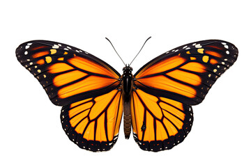 Exquisite monarch butterfly standing alone on a transparent background.
