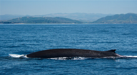 Fin whale up close off San Clemente coast