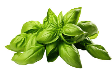 Close-up photograph taken in a studio showcasing vibrant green basil leaves that have been freshly harvested. The basil leaves are captured in isolation against a transparent background, emphasizing - obrazy, fototapety, plakaty