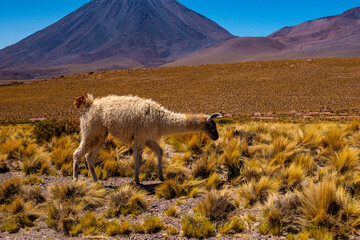 Llamas de San Pedro de Atacama, Chile 