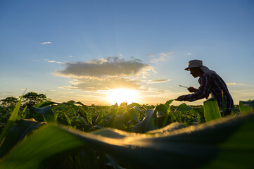 A male farmer holding tablet working in agricultural field in corn field Inspecting agricultural...