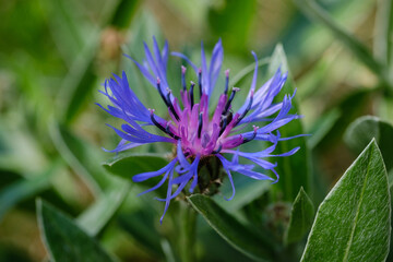 Blue Cornflower in green meadow