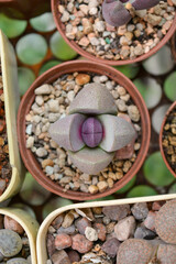 purple lithops in a pot with stones