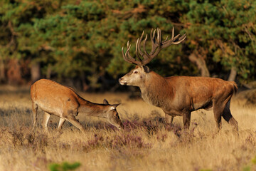 Naklejka na ściany i meble Red deer (Cervus elaphus) stag trying to impress the females in the rutting season in the forest of National Park Hoge Veluwe in the Netherlands