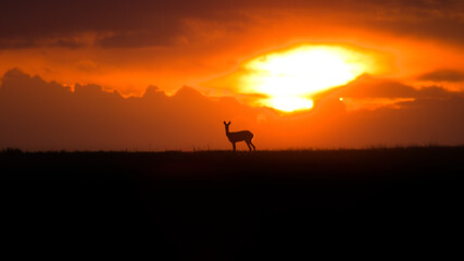 Roe deer at sunset. Capreolus capreolus. Majestic roe deer standing on the horizon at sunset. Beautiful colorful dramatic sky with clouds at sunset with rooe deer.