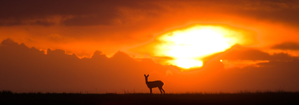 Roe deer at sunset. Capreolus capreolus. Majestic roe deer standing on the horizon at sunset. Beautiful colorful dramatic sky with clouds at sunset with rooe deer.