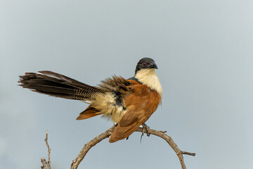 Burchell's Coucal (Centropus burchellii) sitting on a branch in Kruger National Park in South Africa