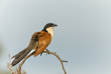 Burchell's Coucal (Centropus burchellii) sitting on a branch in Kruger National Park in South Africa