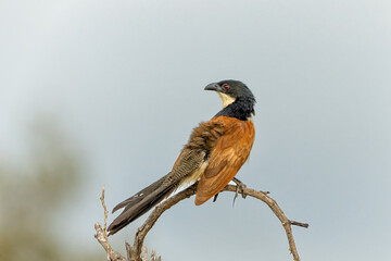 Burchell's Coucal (Centropus burchellii) sitting on a branch in Kruger National Park in South Africa