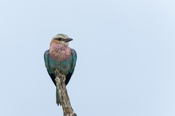Lilac-breasted roller (Coracias caudatus)sitting on a branch in Kruger National Park - South Africa