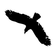 birds silhouettes collection. flyer bird. bird