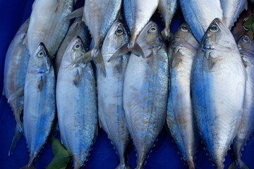 Lots of fish stacked together and very fresh.