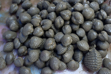 Oysters, mussels and cockles that have not been cooked.