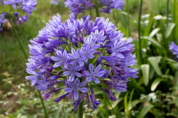 Agapanthus praecox or common agapanthus, blue lily,African lily or lily of the Nile inflorescence closeup.
