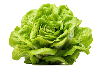 Green butter lettuce separated on a transparent background. - obrazy, fototapety, plakaty