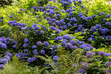 Dark blue hydrangea macrophylla or hortensia flowering plants in the shady park.
