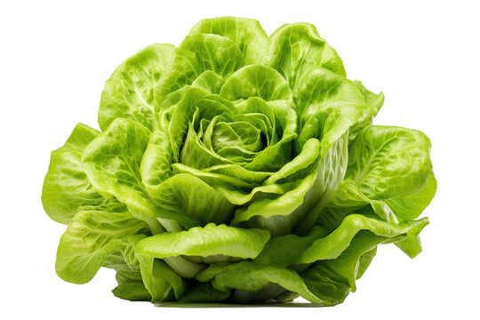 Green butter lettuce separated on a transparent background.