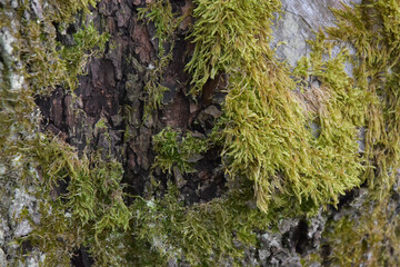 green moss on tree