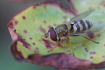 Closeup on a Hairy-eyed Syrphus torvus, sitting on a green leaf in the garden