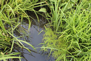 A stream of water with grass and weeds
