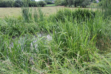 A pond with tall grass and trees