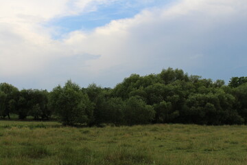 A field of grass and trees