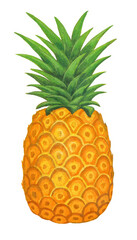 Watercolor whole pineapple painting hand drawn icon design element on white background.