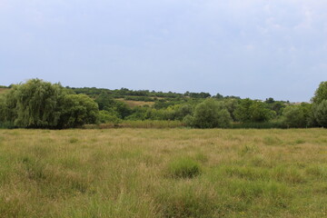 A field of grass and trees