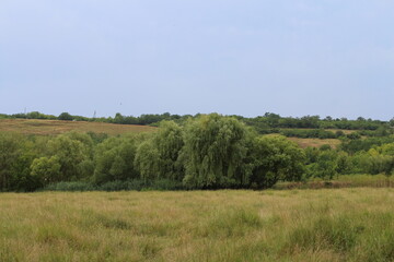 Fototapeta na wymiar A field with trees and hills