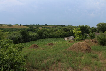 Fototapeta na wymiar A field with hay stacks and trees
