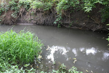 A stream with plants and trees