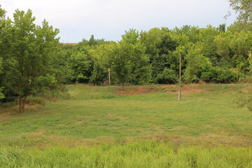 A field of grass with trees in the background