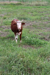 A cow standing in a field