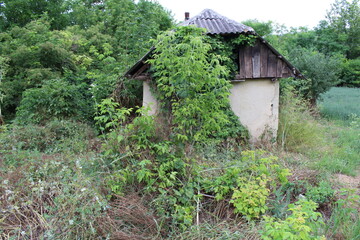 A small building surrounded by plants