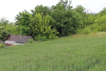 A house in a field of grass © parpalac