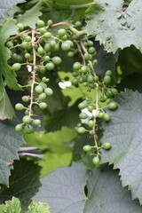 A close up of a plant