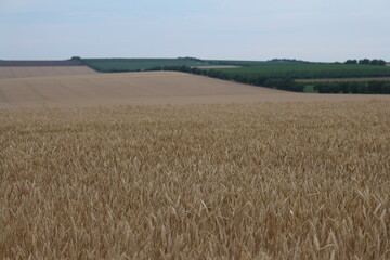 A field of wheat with a hill in the background