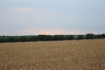 A field of wheat with trees in the background