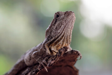 Frilled lizard sitting on a tree branch