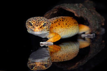 Leopard gecko in black background