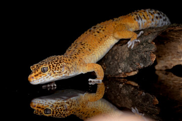 Leopard gecko in black background