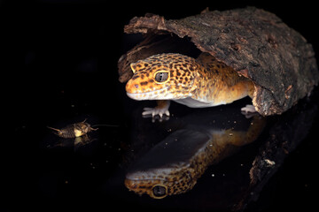 Leopard gecko in black background