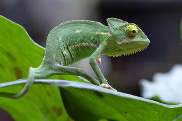 Close-up photo of a baby veiled chameleon