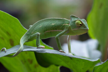 Close-up photo of a baby veiled chameleon