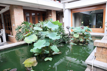 Group of Giant green lotus leaf in the middle of the pool