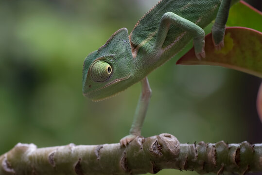 Close-up photo of a baby veiled chameleon