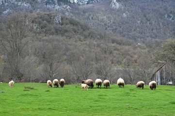 Fototapeta premium A herd of sheep grazing on a beautiful mountain meadow.